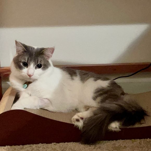 Meet your Posher, Khanh - Picture 3 of 3